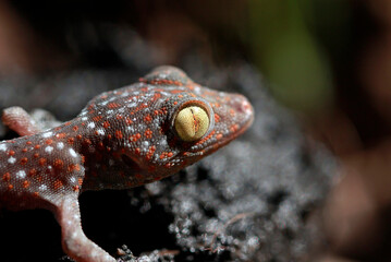 macro shot  of the eye of  a Tokay Gecko (Gecko gecko).