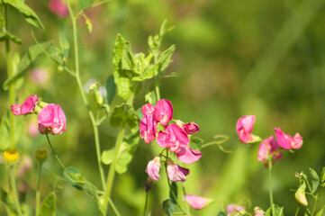 Tuberous pea in bloom closeup view with selective focus on foreground