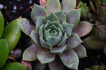 Rojnik Lilac Time Sempervivum hybridum succulent cactus