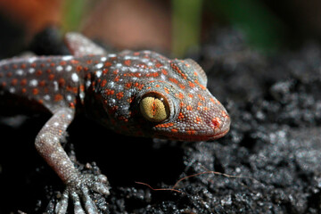 macro shot  of the eye of  a Tokay Gecko (Gecko gecko).