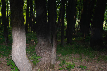 Dense, dark forest with tree trunks.
