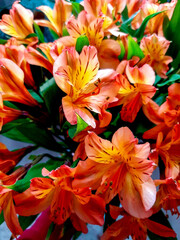 Fototapeta na wymiar bouquet of orange flowers