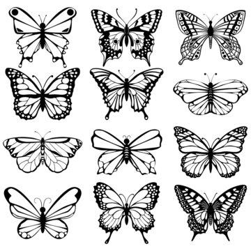 Black and white butterflies collection