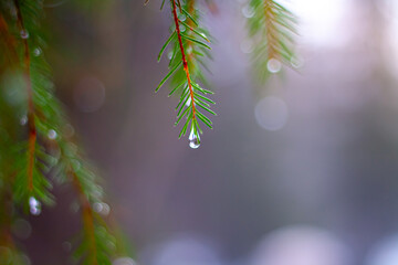 Close up of  pine needles with water droplets.