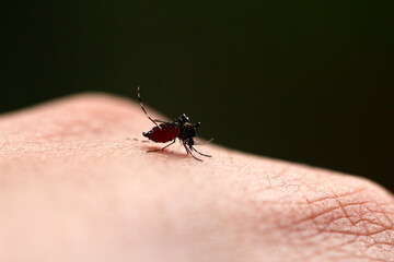 Dangerous Zica virus aedes aegypti mosquito on human skin ,Aedes aegypti Mosquito. Close up a Mosquito sucking human blood