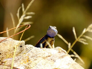 lizard on a rock