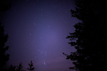 Forest night sky with bright stars