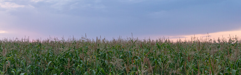 Corn field and sky. Banner.