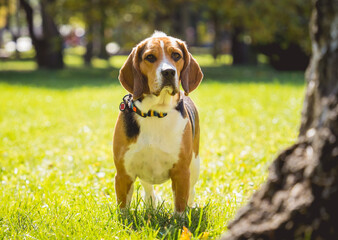 Portrait of cute beagle dog at the park.