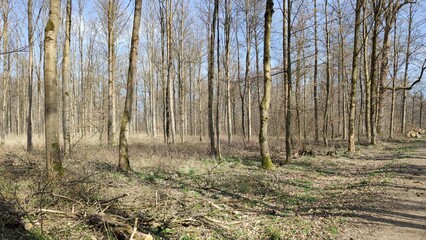 Oberwald Karlsruhe Durlach