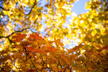 golden autumn leaves in a sunlight