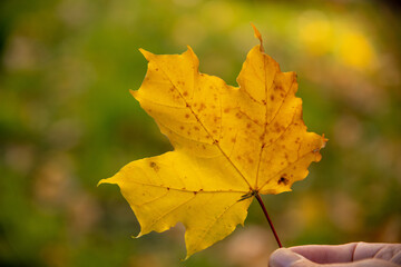 Holding a yellow maple leaf with blurry nature background. Autumn concept.