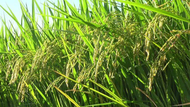 風に揺れる稲と稲穂をクローズアップでFIX撮影。豊作,農業,米作のイメージ