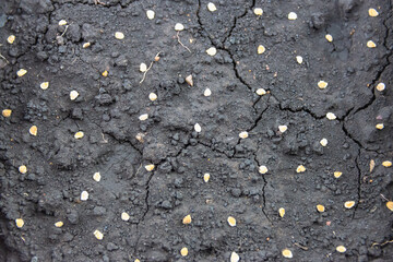 Tomato seeds on black ground, planting seeds.