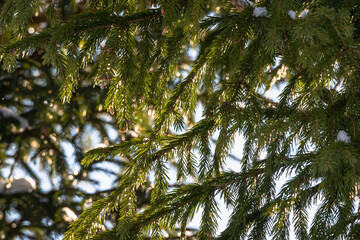 Obraz premium Dense, green spruce (tree) with gaps of the sun.