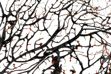 Closeup view of beautiful exotic branching coral on white background