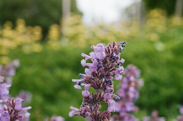 Beautiful purple flowers with greenish background