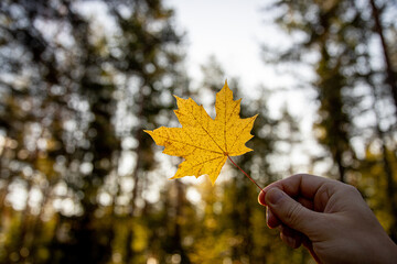 hand holding yellow maple leaf