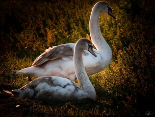 Swans enjoying the eveninglight