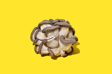 oyster mushroom on yellow  background