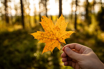 hand holding yellow maple leaf