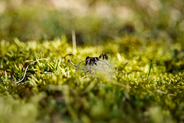 ant on a green grass