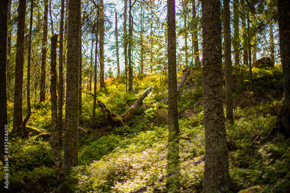 Wall mural autumn forest in the morning