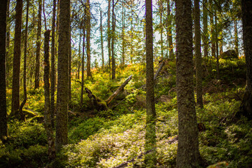 Obraz premium autumn forest in the morning