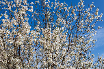 Blossoming white almond branches in front of blue sky