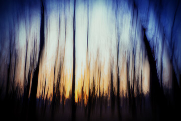 Blurred background, trees in the evening forest.