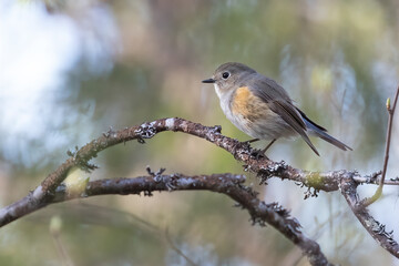 Orange-flanked Bush Robin