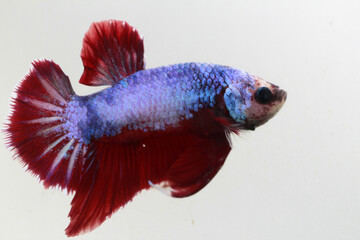 red color fancy fighting fish