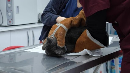 The vaccinated cat. A vaccinated Scottish Fold cat. Cat struggling after vaccination.