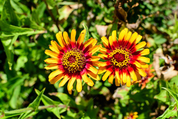 Close up of two beautiful large red and yellow zinnia flowers in full bloom on blurred green background, photographed with soft focus in a garden in a sunny summer day