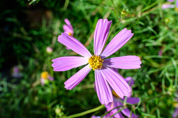 Fototapeta premium One delicate vivid pink flower of Cosmos plant in a cottage style garden in a sunny summer day, beautiful outdoor floral background photographed with soft focus