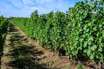 Fototapeta na wymiar Row with large plants with many ripe organic grapes and green leaves in vineyard in a sunny autumn day .