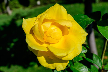 Close up of one large and delicate vivid yellow rose in full bloom in a summer garden, in direct sunlight, with blurred green leaves in the background.