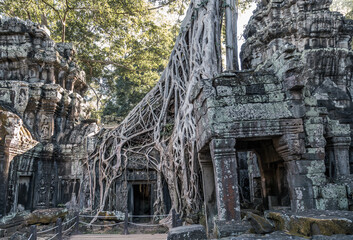 Ruins of ancient Khmer temple with giant tree roots growing through it, Angkor, Siem Reap, Cambodia