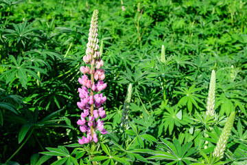 Close up of pink flowers of Lupinus, commonly known as lupin or lupine, in full bloom and green grass in a sunny spring garden, beautiful outdoor floral background photographed with soft focus.