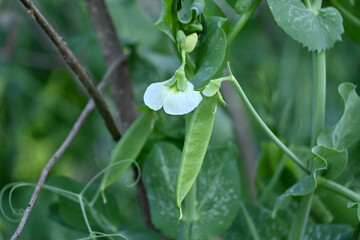 closeup the ripe green peas with plant growing in the farm over out of focus green brown background.