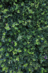 Leaf Background 