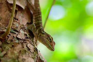 lizard on a tree