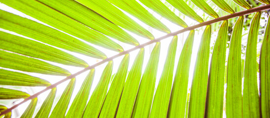Green Leaves Of Palm Texture Summer Travel Vacation 
