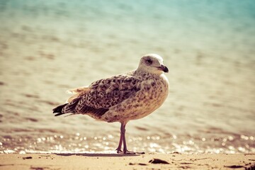 Beautiful seaside nature. Seagull on the sandy beach by the sea.