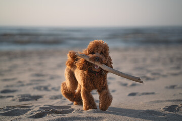Dog with a stick