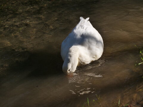 whit duck on pund puts the head in water looking for food