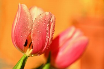 Spring background with flowers. Beautiful colorful tulip on a sunny day. Nature photography in spring time.