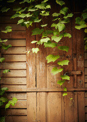 Fresh spring green leaves plants over wooden fence background
