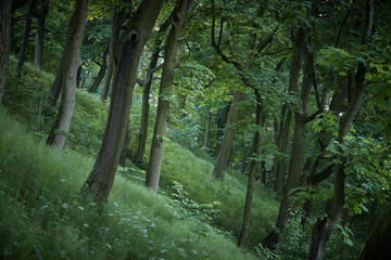 trees in a dense green forest