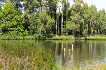 Reflections of trees on calm water of lake with posts and birds